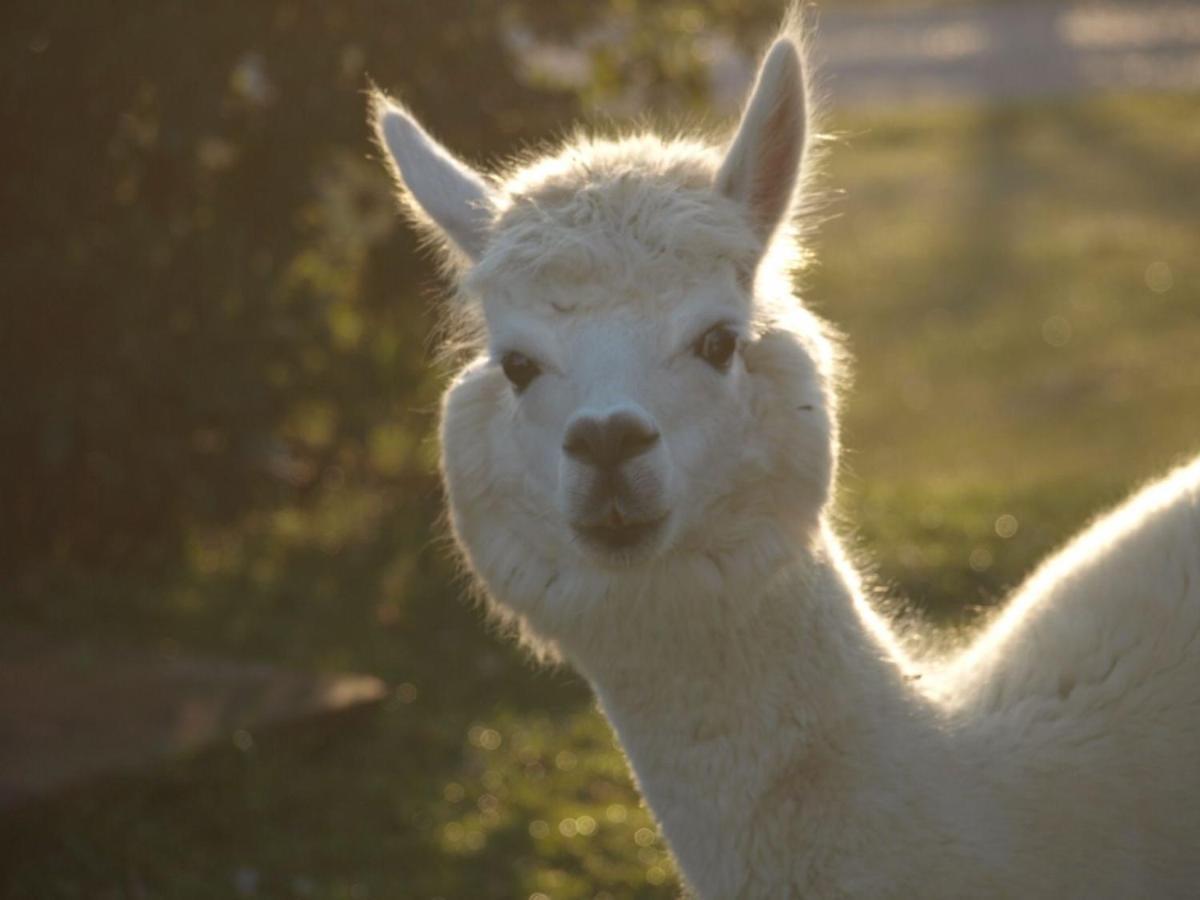 Agriturismo Il Beccafico Alpaca Mengara Εξωτερικό φωτογραφία